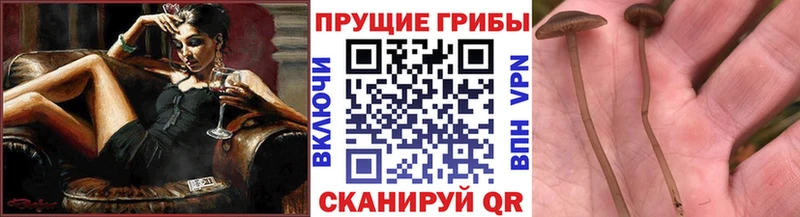 блэк спрут как зайти  Дорогобуж  Галлюциногенные грибы GOLDEN TEACHER  цена наркотик 